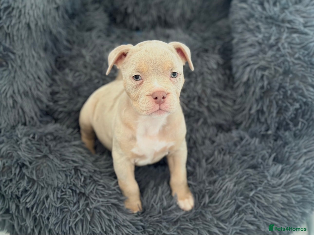 American Bully dogs Last Female ABKC registered Pocket Bully  - Advert 1