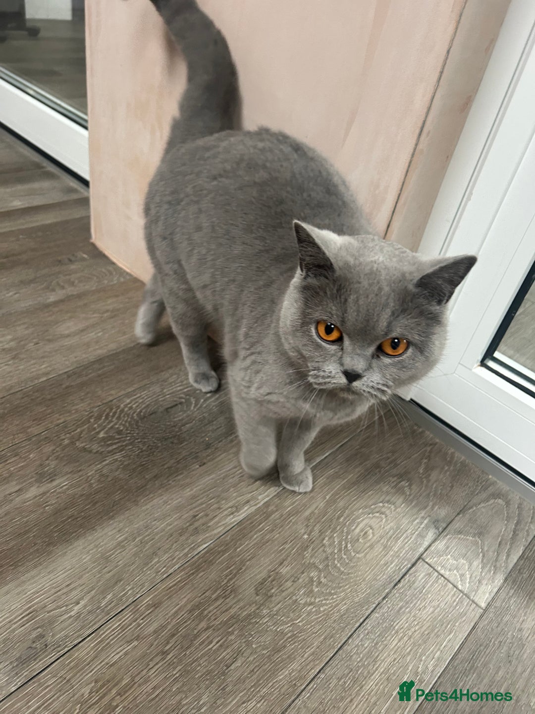 British Shorthair cats for sale: British Short hair female  - Advert 2