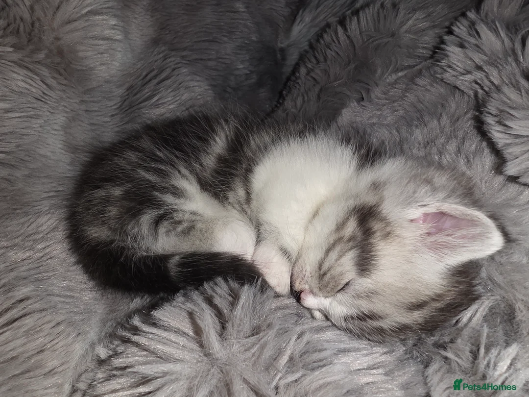 Munchkin cats for sale: Munchkin kittens - Advert 32