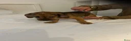 Mixed Breed dogs for sale: Cute playful crazy pups in Coventry - Advert 5
