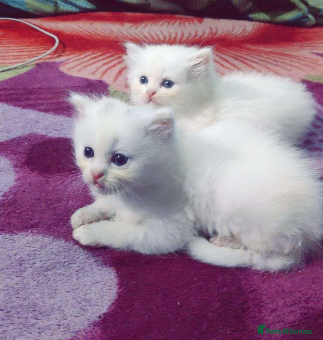 Persian cats Beautiful Persian Kittens - Advert 2