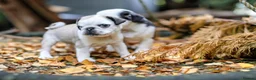 Pug dogs for sale: Panda pugs in Bishop Auckland - Advert 18