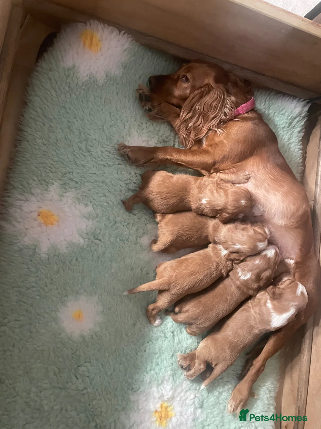 Cocker Spaniel dogs for sale: Cocker Spaniel Pups - working - Advert 10