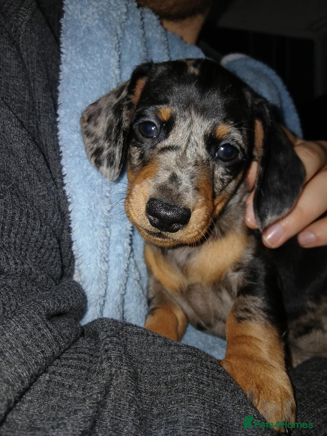 Miniature Dachshund dogs for sale: Miniture Dashund puppies - Advert 3
