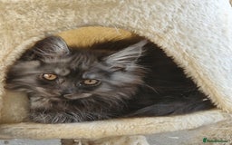 Maine Coon cats for sale: Beautiful maine coon kittens  - Image 1