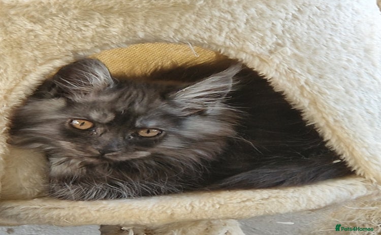 Maine Coon cats - Advert 13