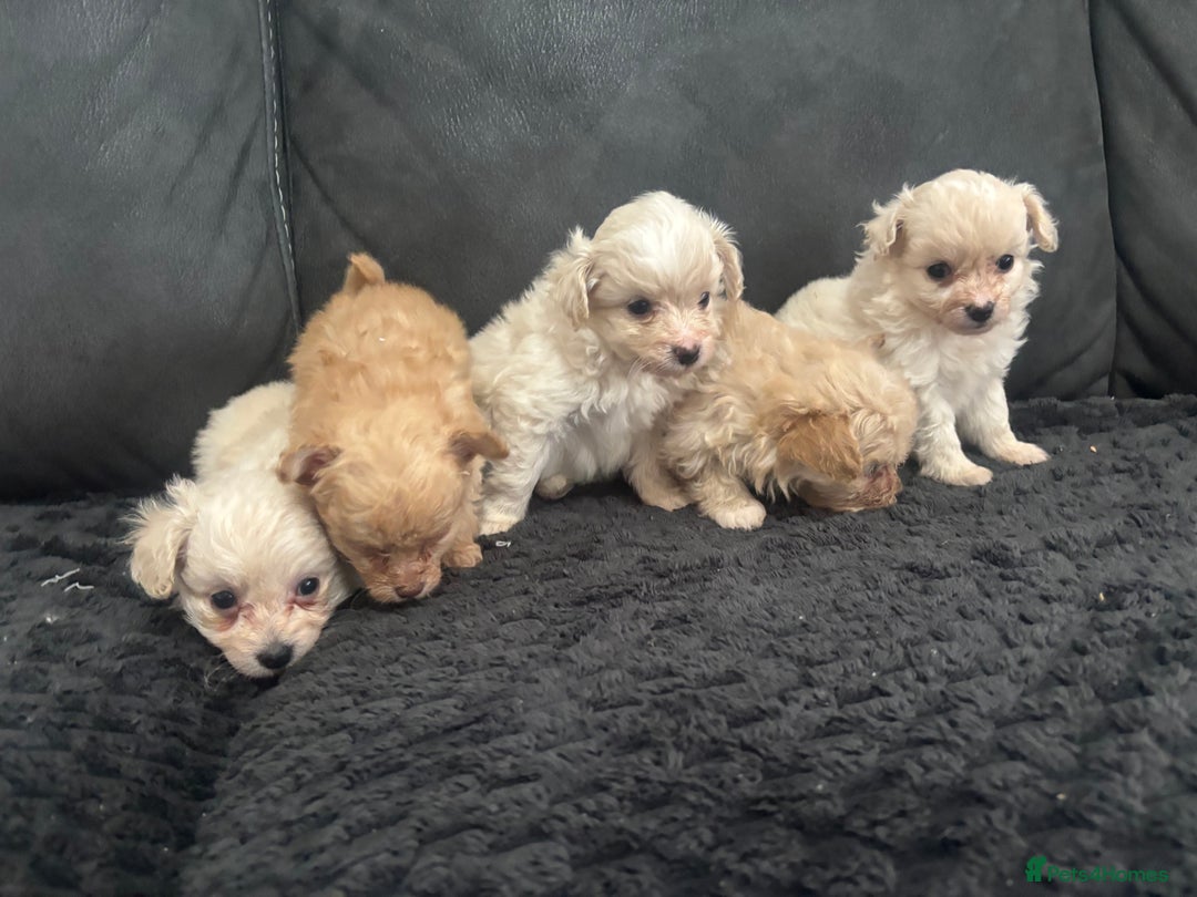 Toy Poodle dogs for stud: POSHLICIOUS'S POSH CRÈME aka Loui - Advert 11