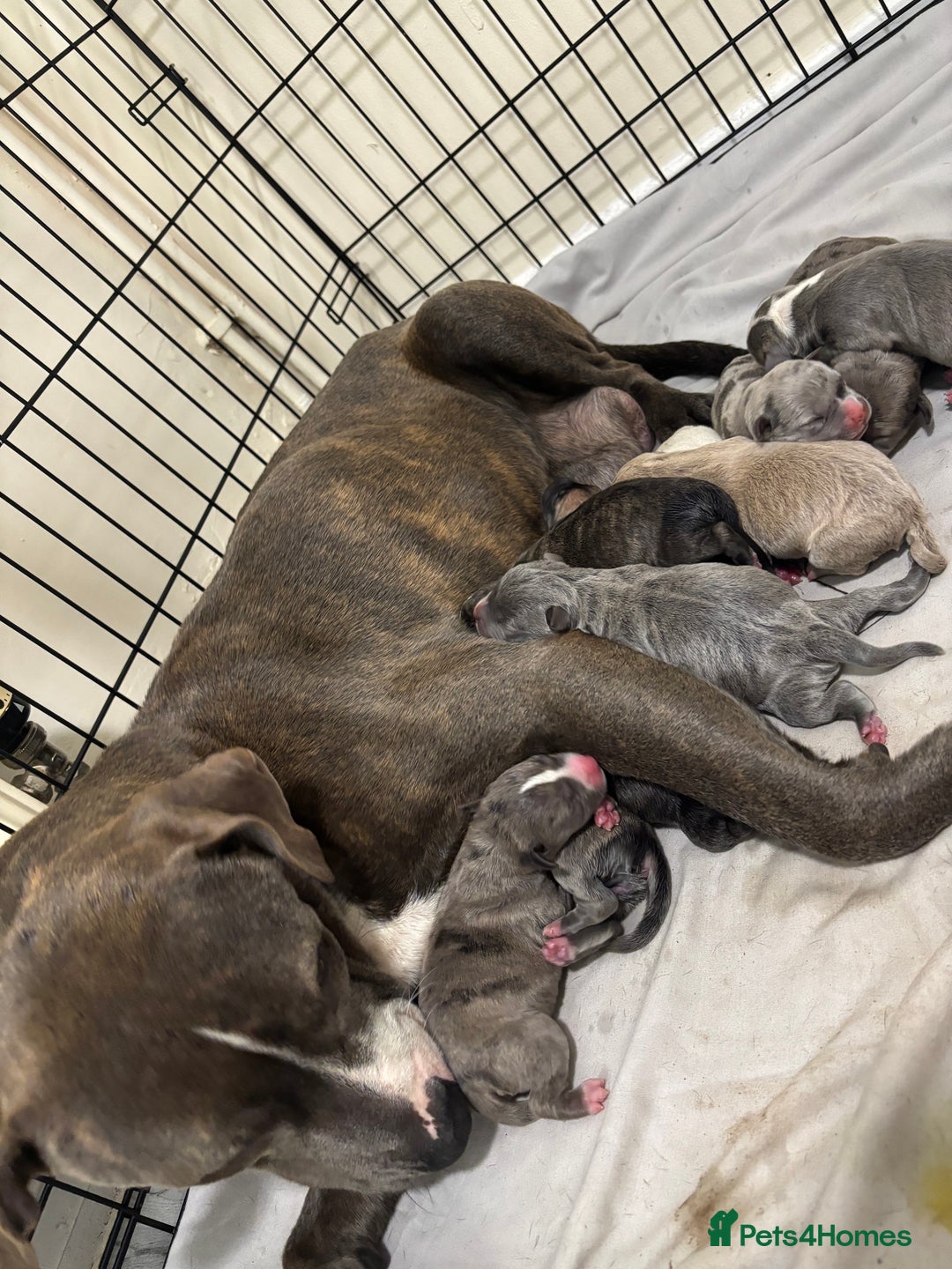 Staffordshire Bull Terrier dogs for sale: Staffy pups  - Advert 19