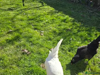 Chickens poultry 2 x Laying chickens - Advert 1