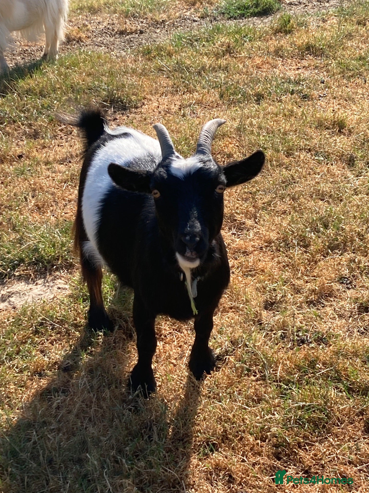 Goats livestock Registered Pygmy goats - Advert 5