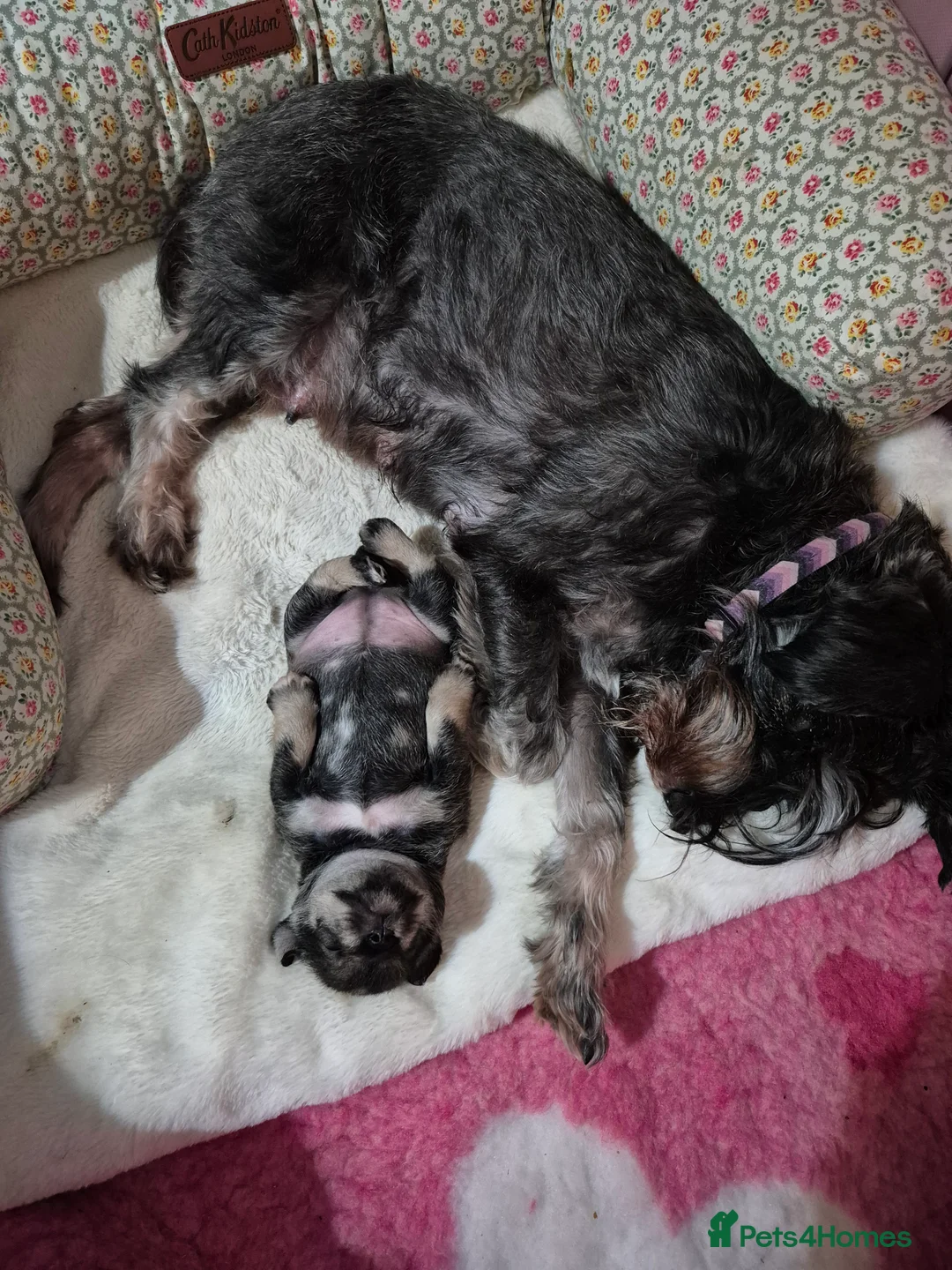 Miniature Schnauzer dogs for sale: Adorable Miniature Shnauzer ,SOLD - Advert 27