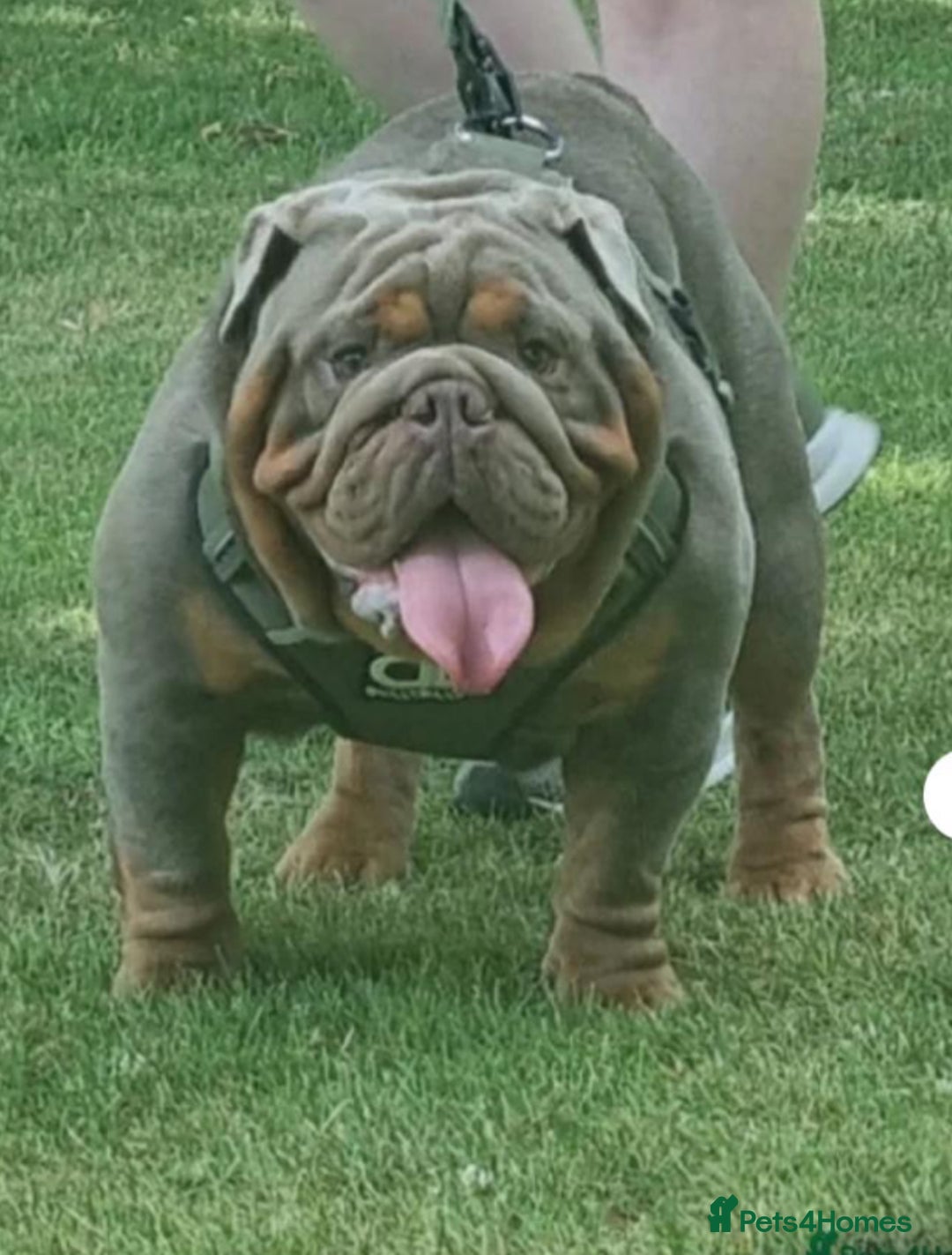 English Bulldog dogs for sale: Adorable Male KC Registered Bulldog Puppy  - Advert 9