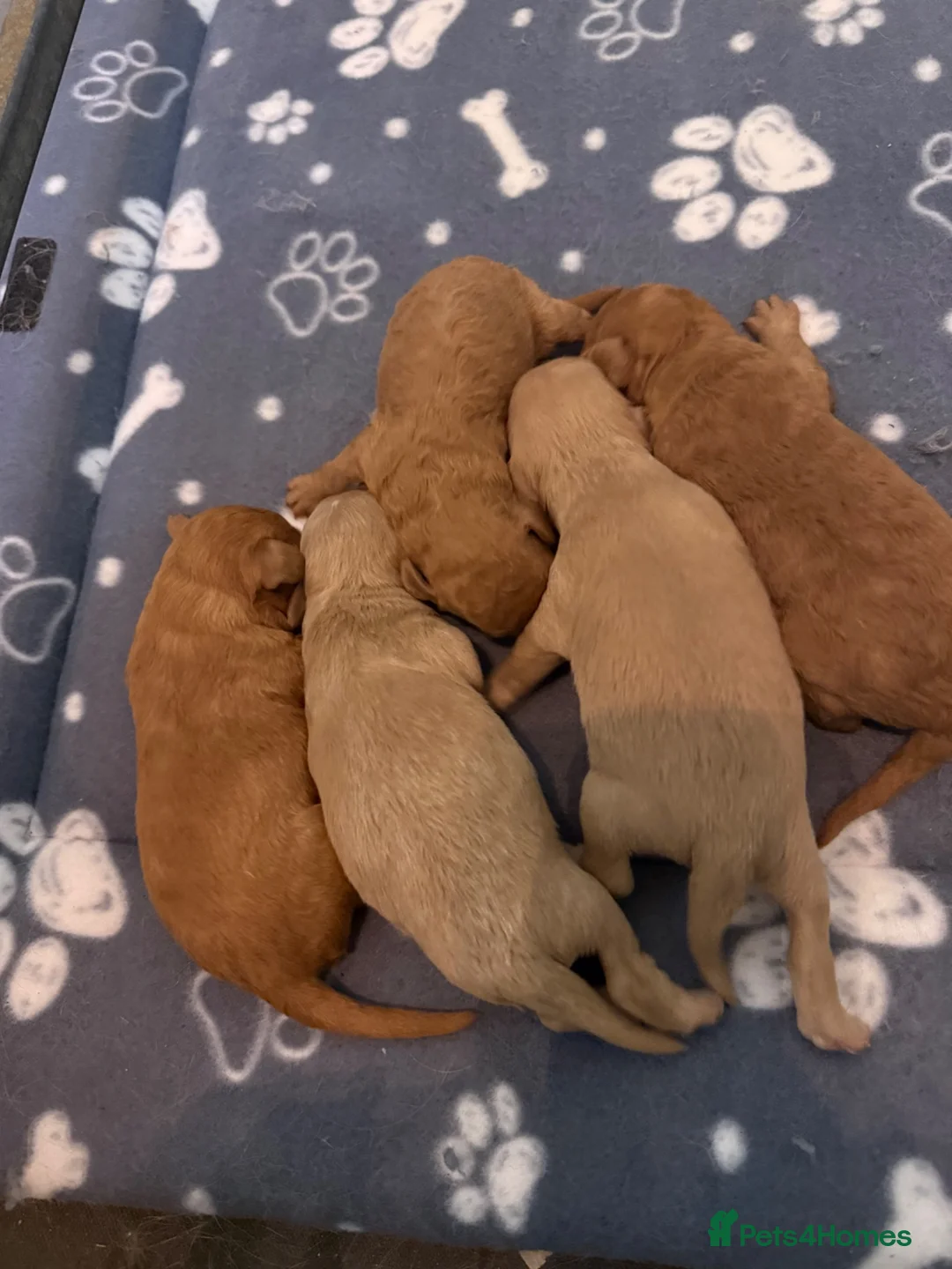 Labradoodle dogs for sale: F1B Miniature Labradoodles.  - Advert 2