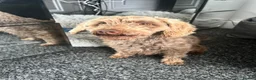 Toy Poodle dogs for sale: Chocolate phantom Toy poodle girl 3 year old  - Advert 7
