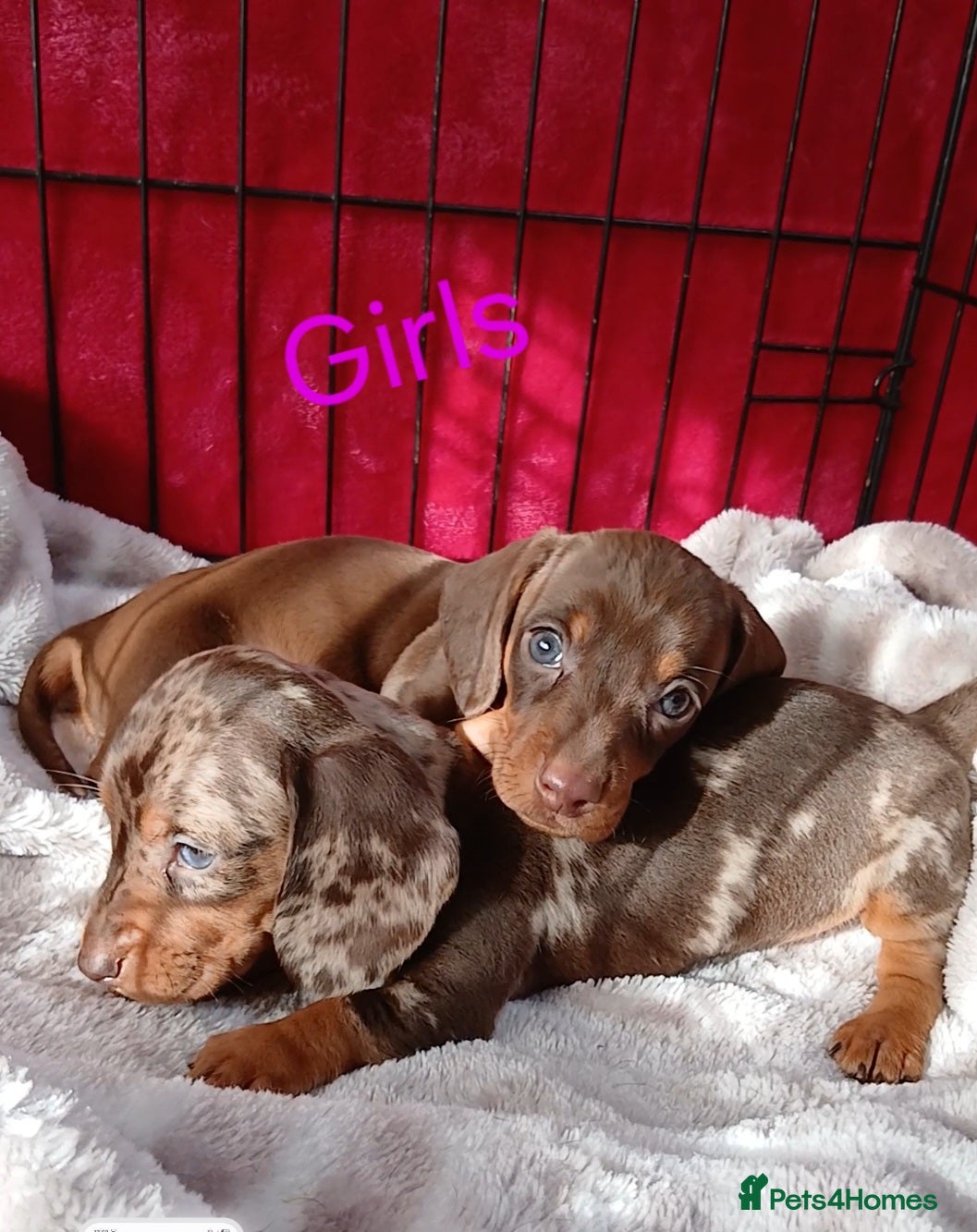 Miniature Dachshund dogs PRA, STUNNING MINIE'S READY NOW  - Advert 1