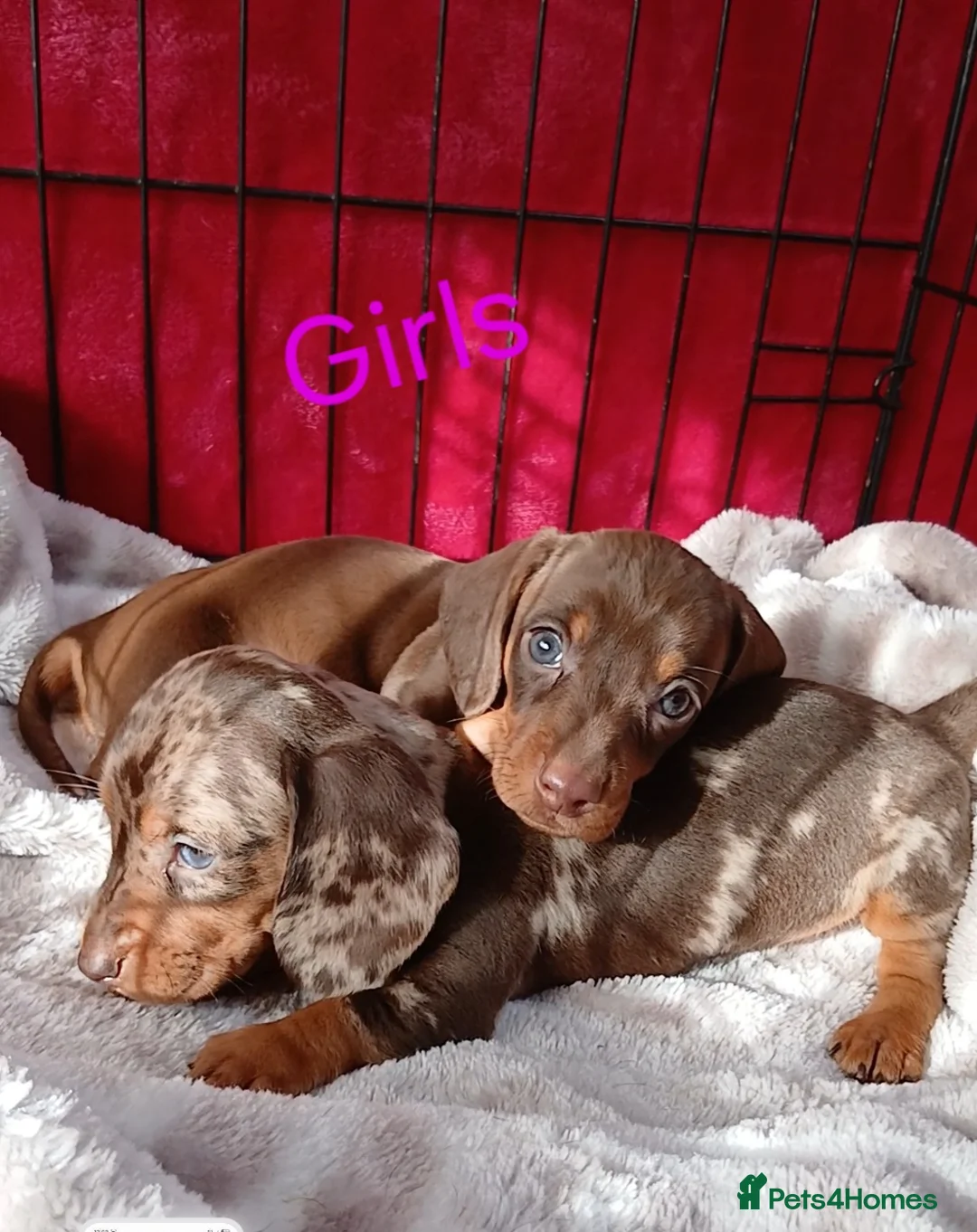 Miniature Dachshund dogs for sale: PRA, STUNNING MINIE'S READY NOW  - Advert 1