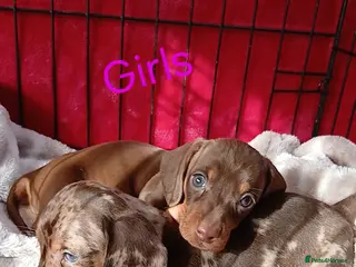 Miniature Dachshund dogs PRA, STUNNING MINIE'S READY NOW - Advert 1