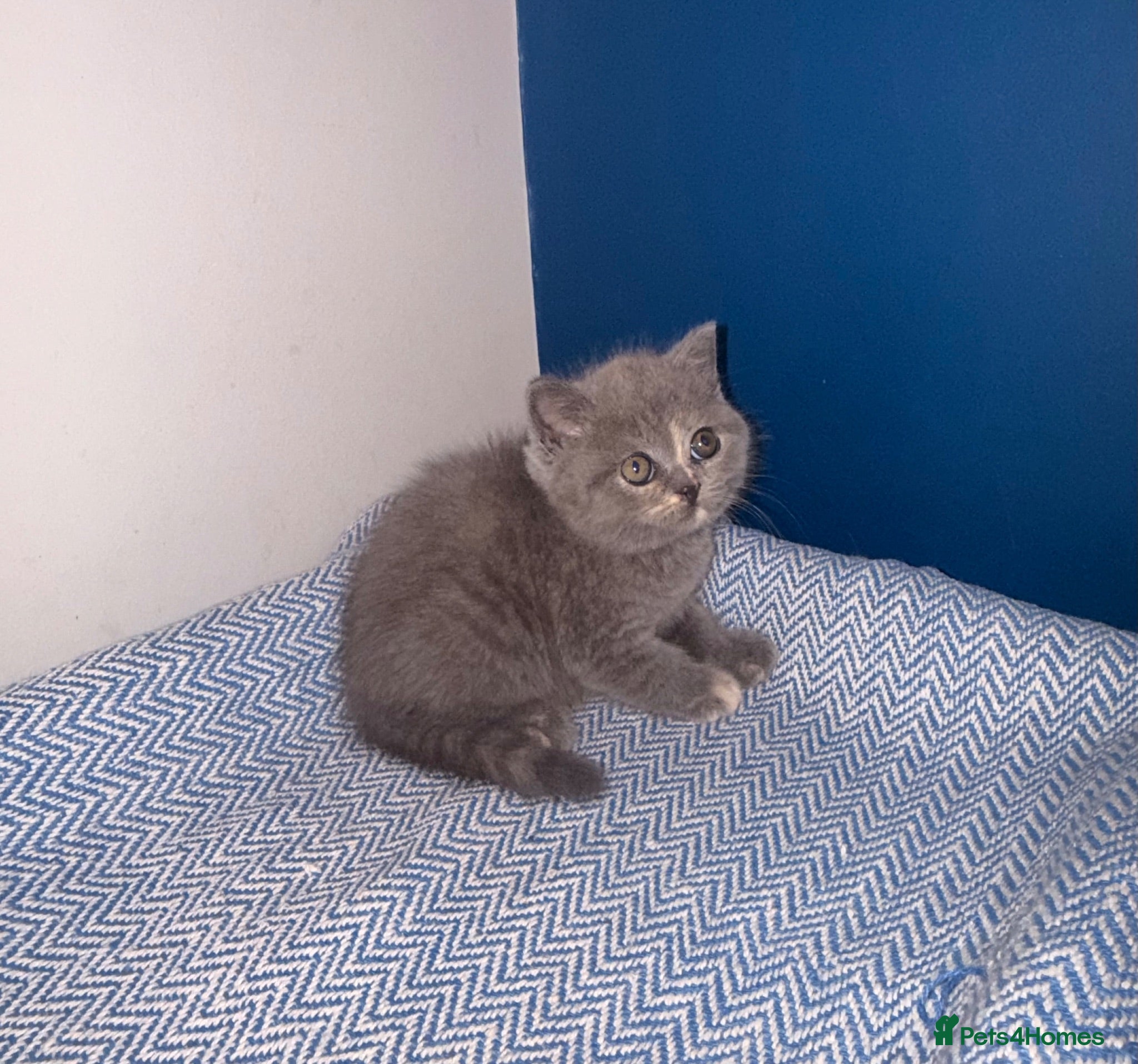 British Shorthair cats GCCF REGISTERED BRITISH SHORTHAIRS  - Advert 2