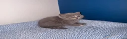 British Shorthair cats for sale: GCCF REGISTERED BRITISH SHORTHAIRS  - Advert 10