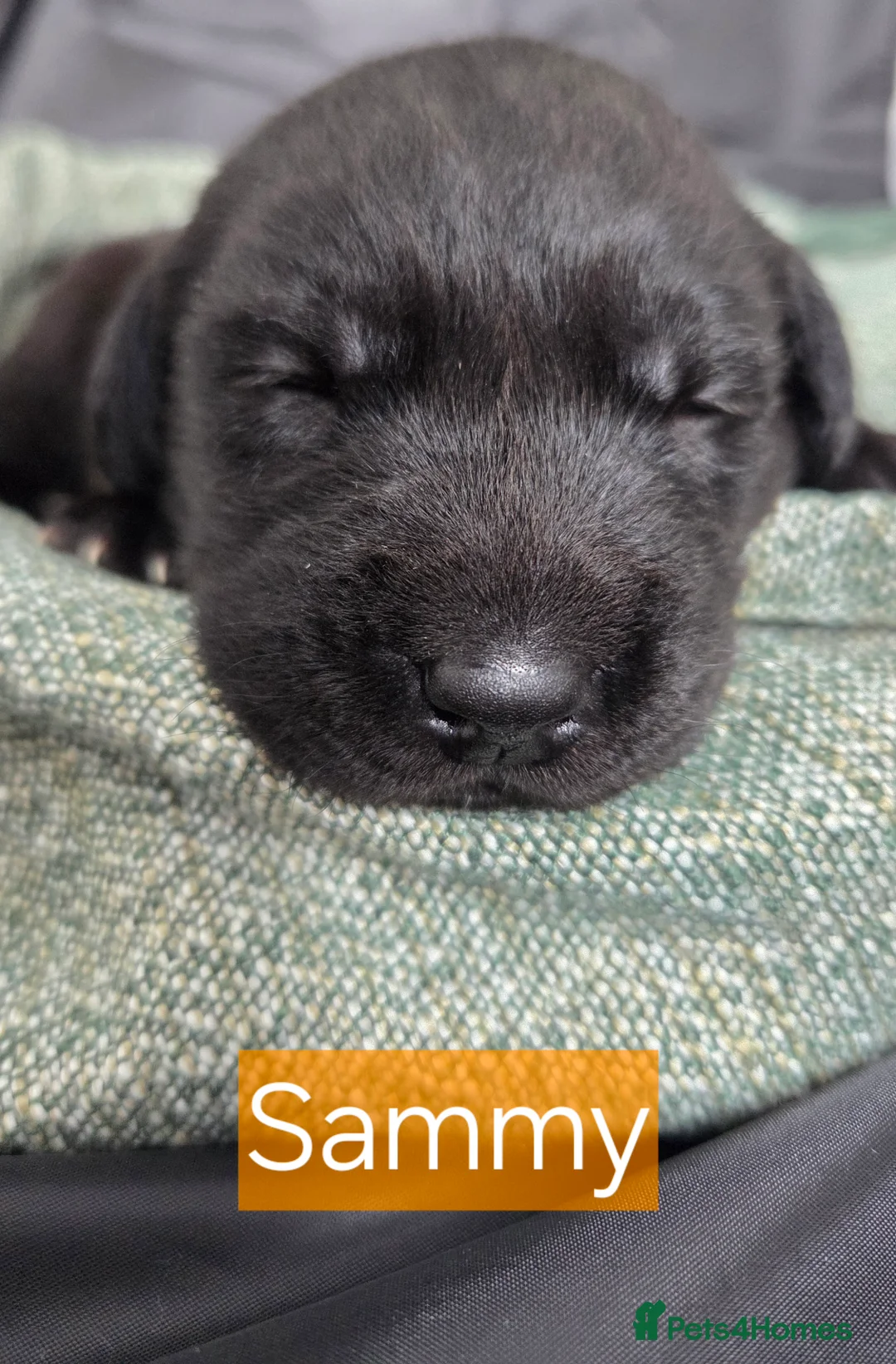 Labrador Retriever dogs for sale: Black Labrador Retriever Puppies – KC Registered - Advert 7