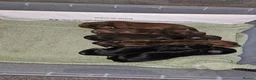 Dachshund dogs for sale: Kc long hair dachshund puppies  - Advert 2