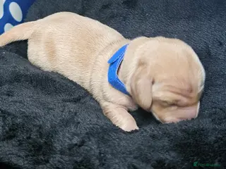 Miniature Dachshund dogs ⭐️⭐️⭐️⭐️⭐️ CREAM INTENSITY MINIDACHSHUND KCREG🐾❤️ - Advert 1