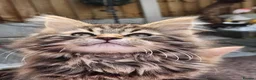 Maine Coon cats for sale: Maine Coons Ready Now!! 4 male 1 female  - Advert 25