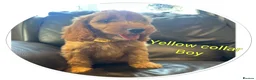 Cockapoo dogs for sale: 3 playful  F1  cockapoo boys ready to leave - Advert 12