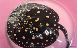 Angelfish fish for sale: Stingrays for sale - Image 2