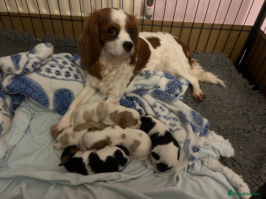 Cavalier King Charles Spaniel dogs Perfect Pure Cavalier King Charles Spaniel puppies - Advert 1