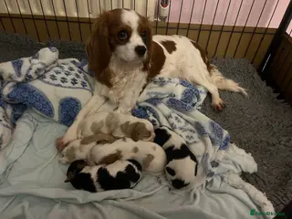 Cavalier King Charles Spaniel dogs Perfect Pure Cavalier King Charles Spaniel puppies - Advert 1