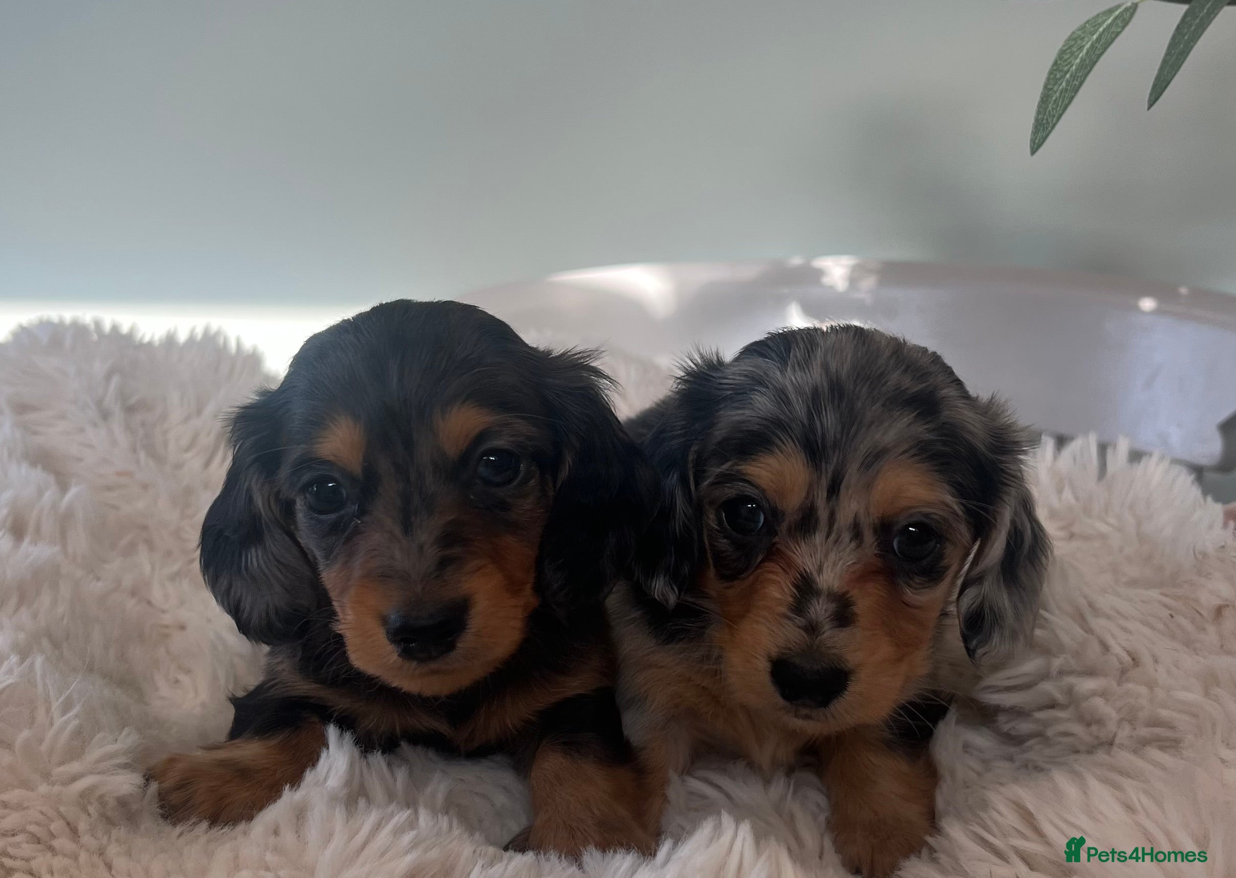 Miniature Dachshund dogs Mini long haired dachshund pups - Advert 4