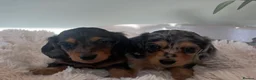 Miniature Dachshund dogs for sale: Mini long haired dachshund pups - Advert 1