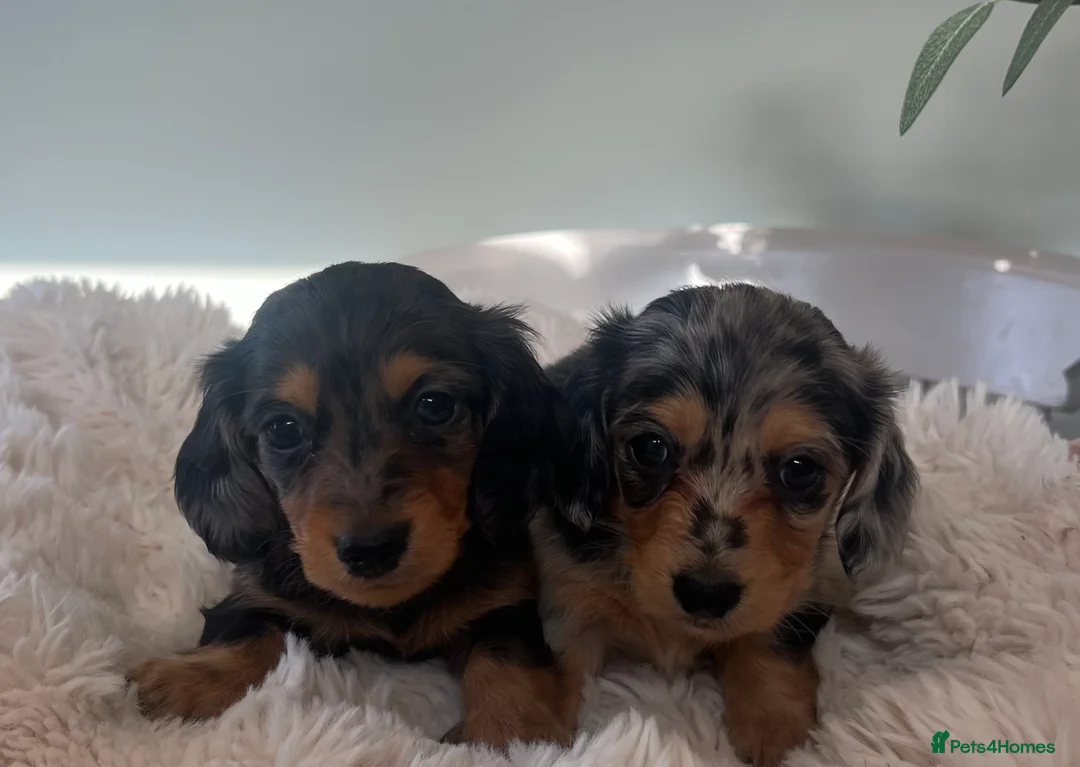 Miniature Dachshund dogs for sale: Mini long haired dachshund pups - Advert 1