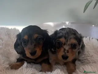 Miniature Dachshund dogs Mini long haired dachshund pups - Advert 4