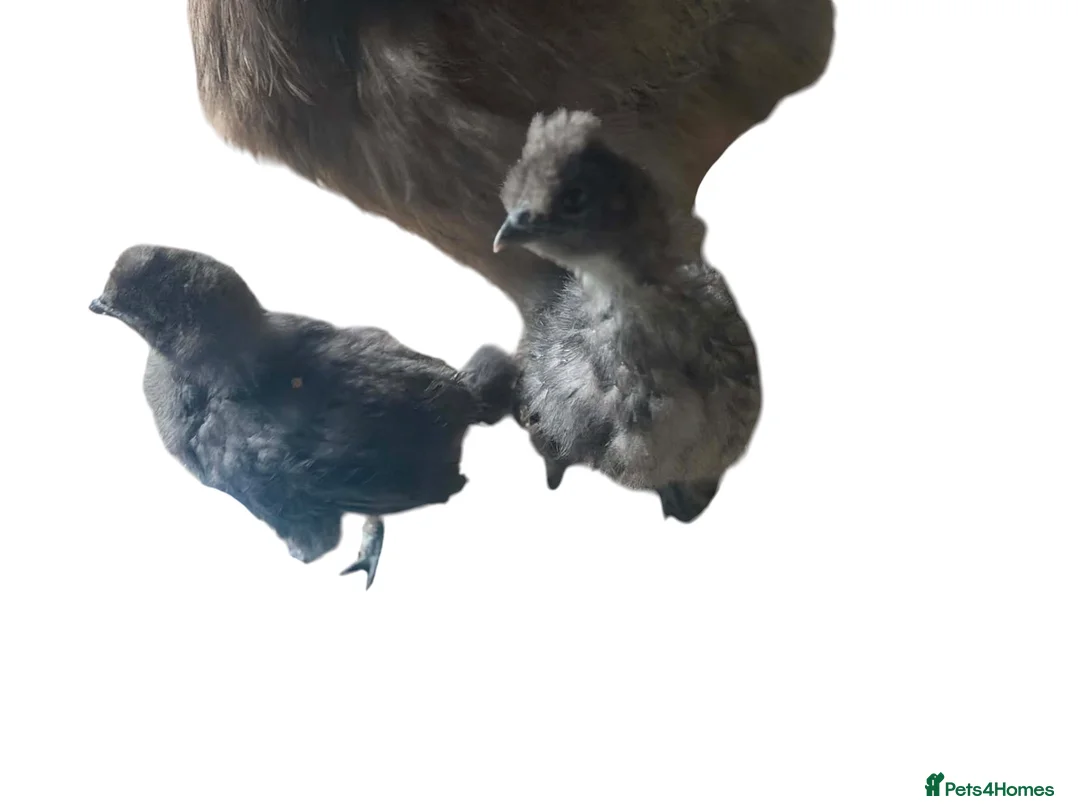 Mixed Breed livestock for sale: Chicks hens and roosters for sale  - Advert 13