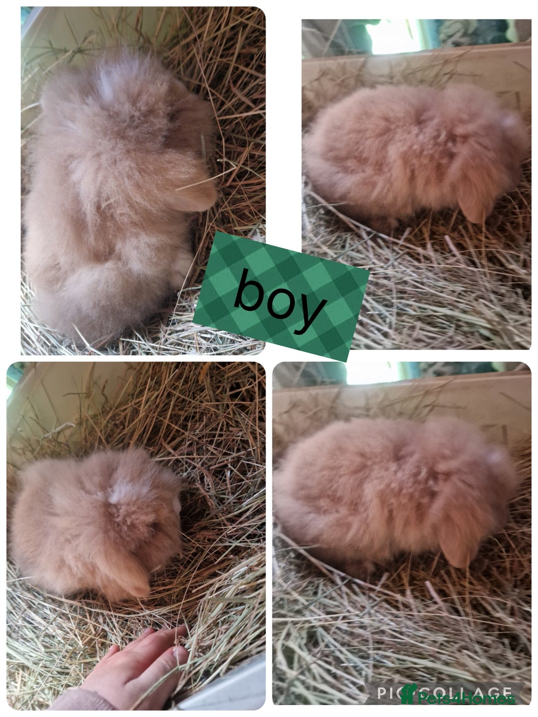 Mixed Breed rabbits for sale: 2 beautiful litter of mini lion lop x lionhead  - Advert 2