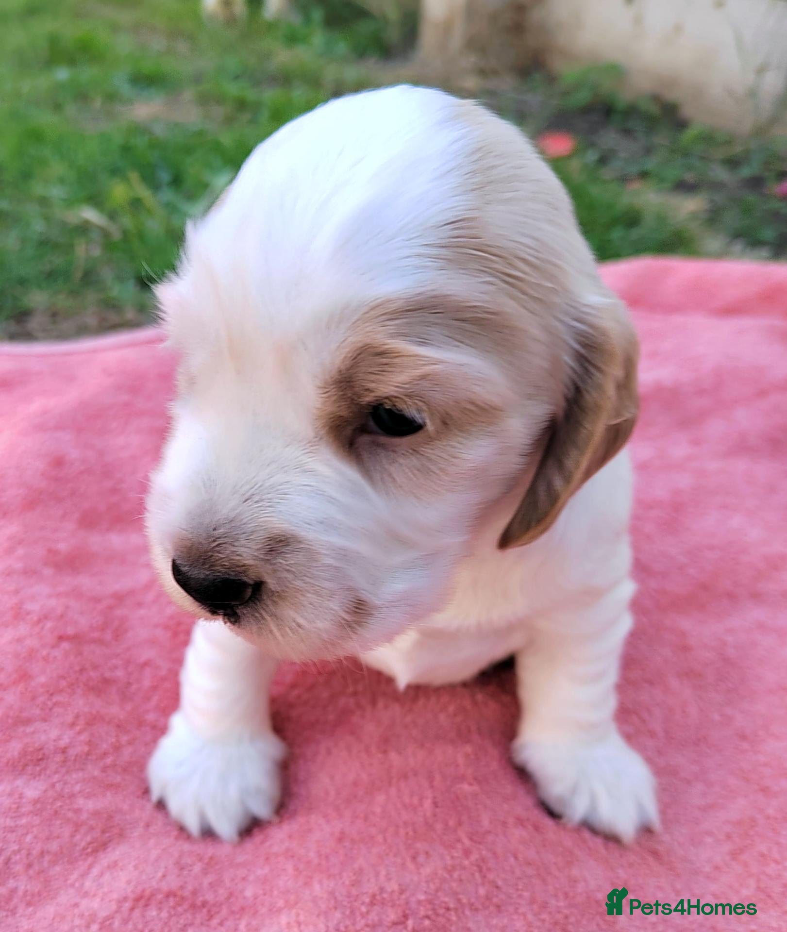 Cocker Spaniel dogs KC REG COCKER SPANIEL MALE - Advert 17