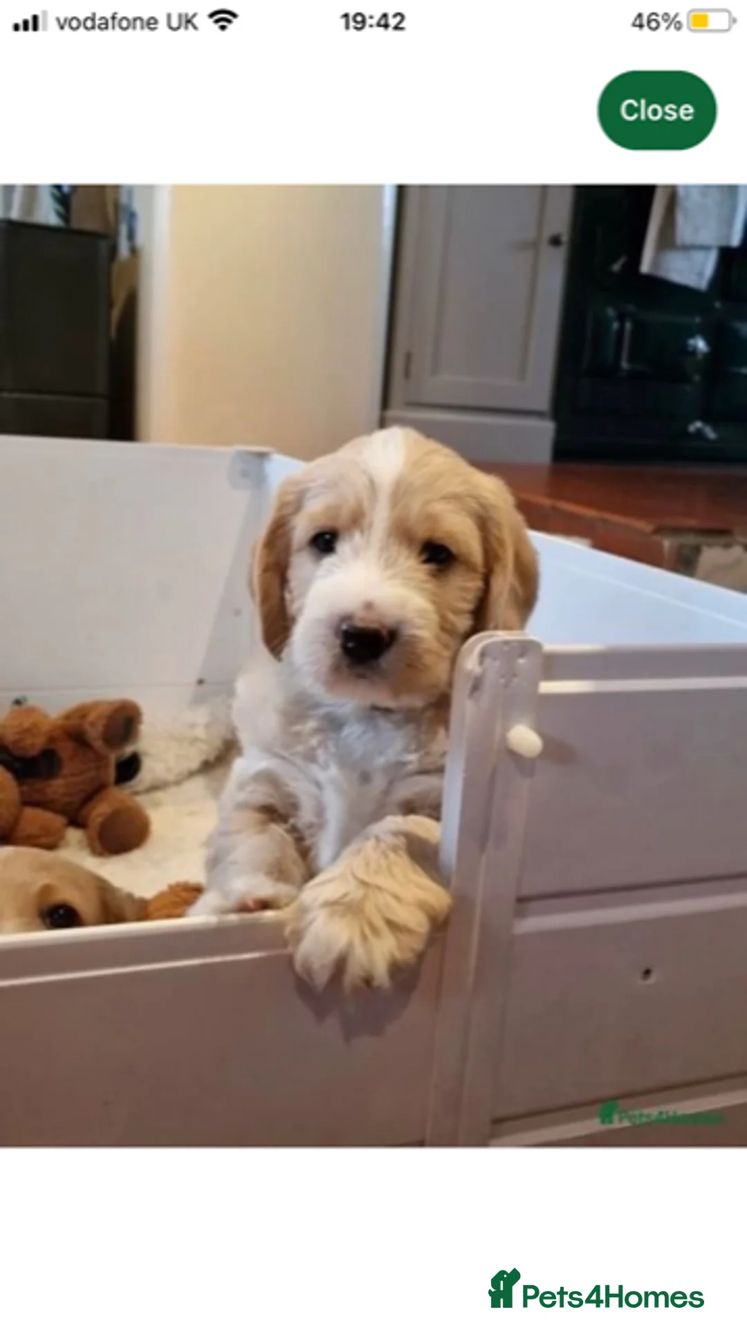 Labradoodle dogs for stud: Multigen/F3b Labradoodle Stud in Calne - Advert 8