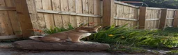 Japanese Shiba Inu dogs for sale: Japanese Shiba Inu puppies - only 1 male left  - Advert 3