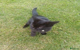 British Shorthair cats for sale: British short hair female kitten  - Image 2