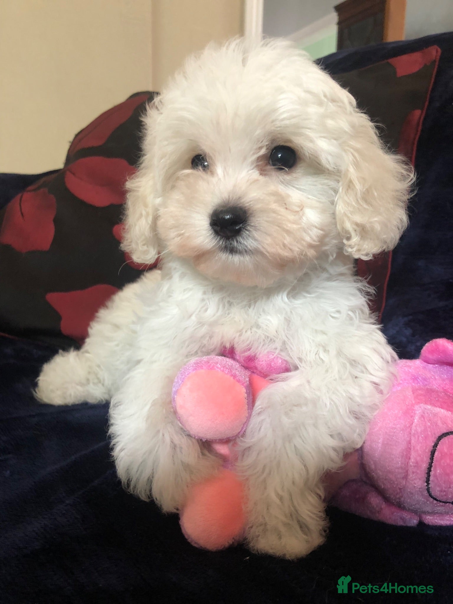 Mixed Breed dogs shihpoo x maltese puppies for sale - Advert 1