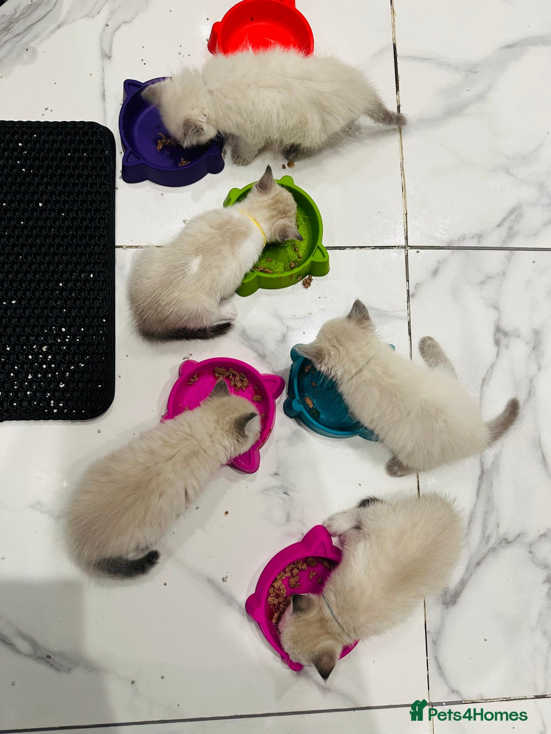 Ragdoll cats for sale: Ragdoll kittens for sale - Image 3