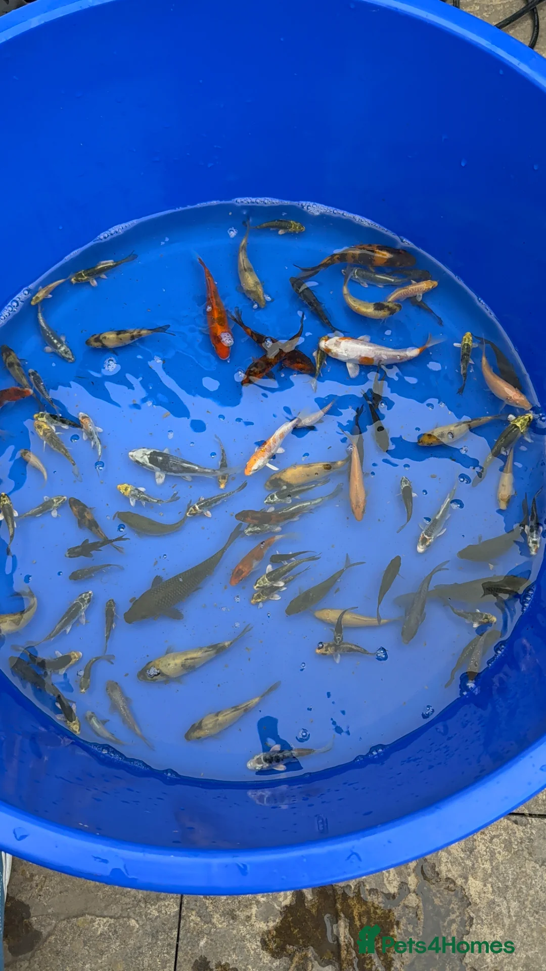 Koi Carp fish for sale: Koi carp - Advert 2