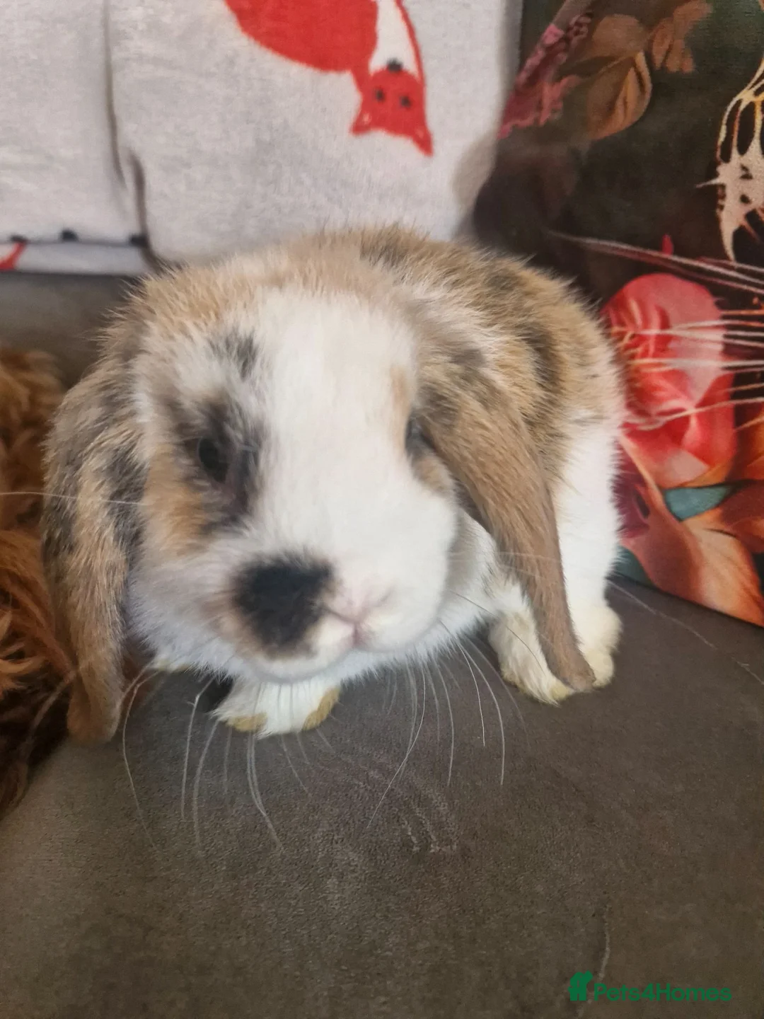 Mini Lop rabbits for sale: Stunning Mini lops - Advert 2