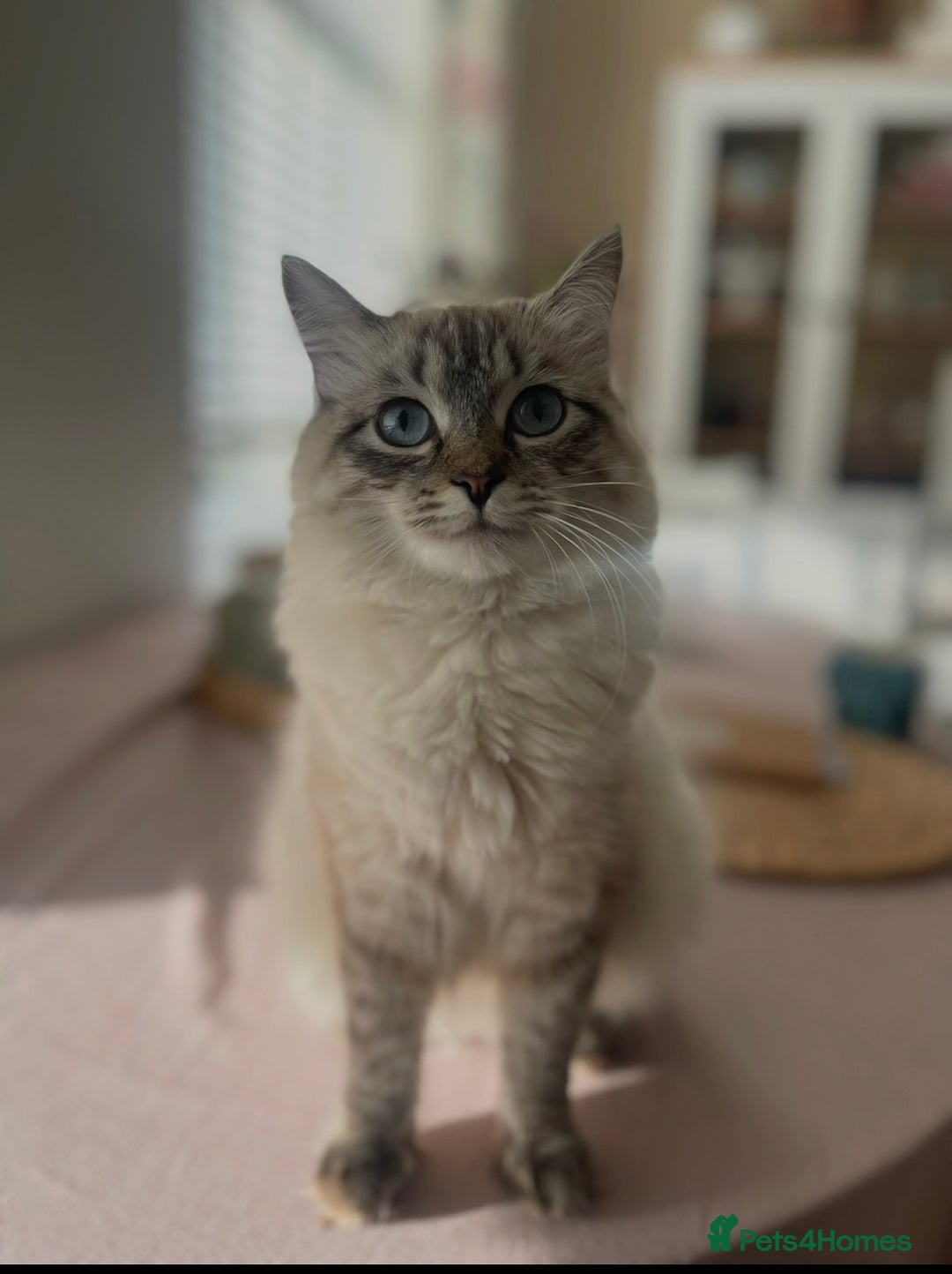 Siberian cats for sale: 4 Beautiful Siberian Cross Kitties🩷 - Advert 27