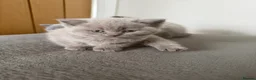 British Shorthair cats for sale: Beautiful British Blue Kittens - Advert 2