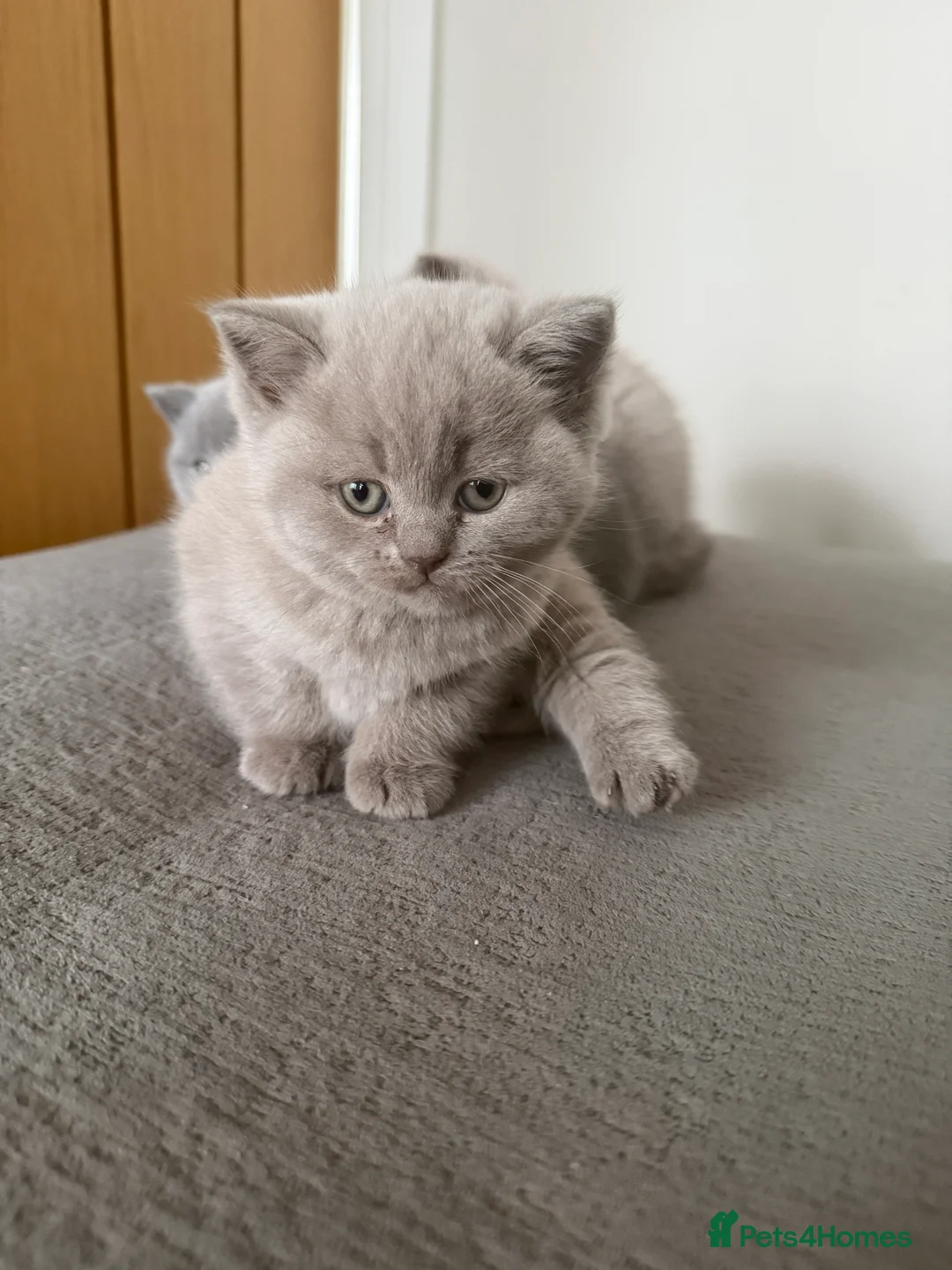 British Shorthair cats for sale: Beautiful British Blue Kittens - Advert 2