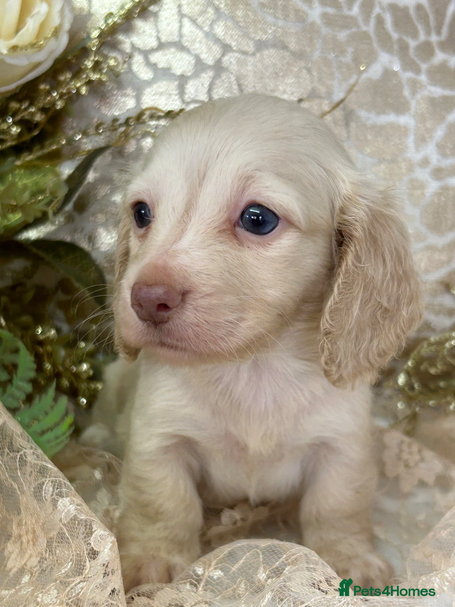 Miniature Dachshund dogs KC Long Coat Miniature Dachshund Puppies - Advert 1