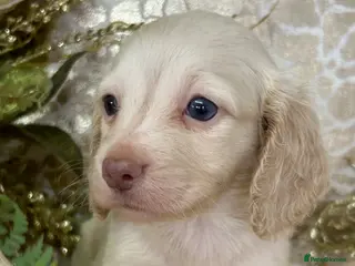 Miniature Dachshund dogs KC Long Coat Miniature Dachshund Puppies - Advert 1